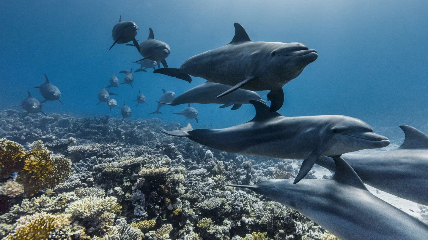 New David Attenborough Documentary Recognises Importance of our Oceans